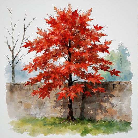 Red Japanese Maple Study A In Watercolors Digital Wall Art – Instant Download - Chesapeake Farms LLC - Gourmet Jams/Jellies & Coffee - Original Artworks - Antiques